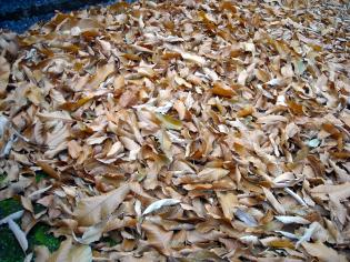 Las hojas secas, cual alfombra, cubren el suelo.  Diciembre 2013, Celanova - Orense, Galicia - España.