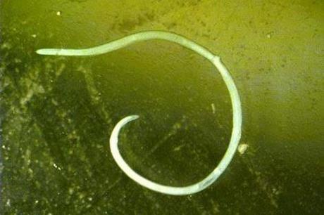 Elige bien a tu comensal... hoy con Anisakis. Elige bien a tu comensal... hoy con Anisakis.