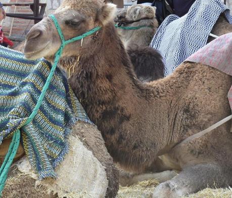 A propósito de los Reyes Magos… ¿y los camellos? camello c