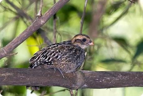 andresito-misiones2 andresito-misiones2