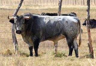 Los toros de De Haro para este domingo y paseo por la ganadería