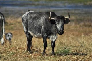 Los toros de De Haro para este domingo y paseo por la ganadería