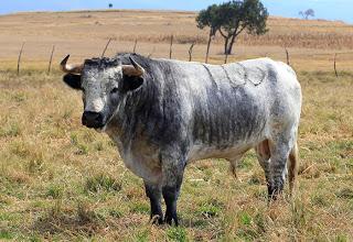 Los toros de De Haro para este domingo y paseo por la ganadería