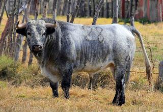 Los toros de De Haro para este domingo y paseo por la ganadería