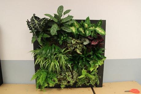 Apertura del plazo de matrícula curso de jardines verticales en Barcelona. 11 y 12 de Febrero. Cuadro vegetal