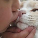besar a un gato