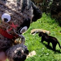 2013, un año de viajes gato cabarceno