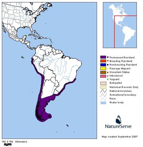 Gaviota cocinera (Kelp Gull) Larus dominicanus