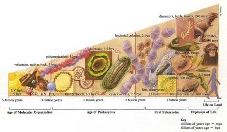 Proceso de evolución  en las diferentes etapas de la historia de la vida.