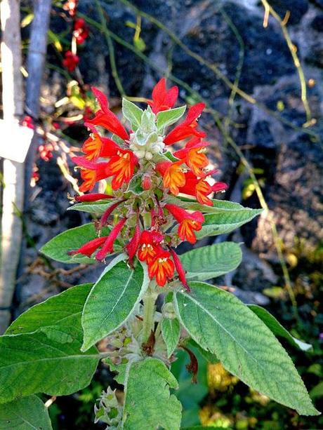 ¡Terminamos 2013 rodeadas de flores! ¡Terminamos 2013 rodeadas de flores!