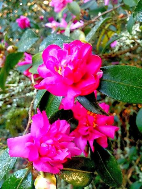 ¡Terminamos 2013 rodeadas de flores! ¡Terminamos 2013 rodeadas de flores!