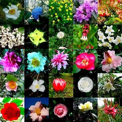 ¡Terminamos 2013 rodeadas de flores! ¡Terminamos 2013 rodeadas de flores!