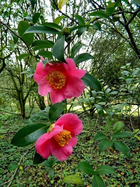 ¡Terminamos 2013 rodeadas de flores! ¡Terminamos 2013 rodeadas de flores!