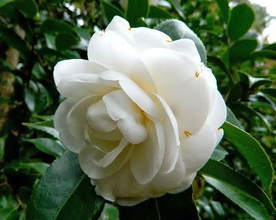 ¡Terminamos 2013 rodeadas de flores! ¡Terminamos 2013 rodeadas de flores!