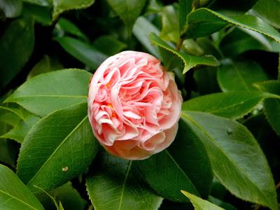 ¡Terminamos 2013 rodeadas de flores! ¡Terminamos 2013 rodeadas de flores!