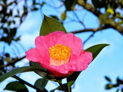 ¡Terminamos 2013 rodeadas de flores! ¡Terminamos 2013 rodeadas de flores!