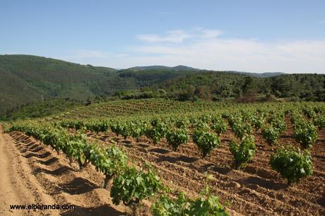 Microbodega Versos: fruto del tesón de un emprendedor. Viñas en la Sierra de Francia 29-05-2012 18-21-27