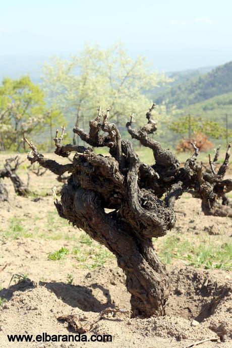 Microbodega Versos: fruto del tesón de un emprendedor. Centenaria 10-04-2011 16-26-36