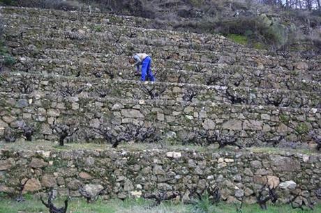 Microbodega Versos: fruto del tesón de un emprendedor. Rufete en bancales