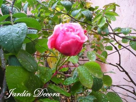 eglantyne-el-primer-rosal-que-florece-este-año-dos