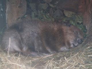Qué hacer con niños en Cantabria (X) Qué hacer con niños en Cantabria (X)