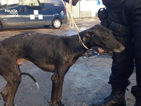 La Policía Municipal recupera 11 galgos abandonados en la Cañada Real. (Madrid) La Policía Municipal recupera 11 galgos abandonados en la Cañada Real. (Madrid)