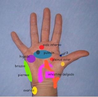 Depuración Corporal: Pulmones - Paperblog Depuración Corporal: Pulmones - Paperblog