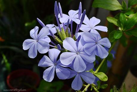 Domingos Free (19) - Una escapadita infernalº Domingos Free (19) - Una escapadita infernalº