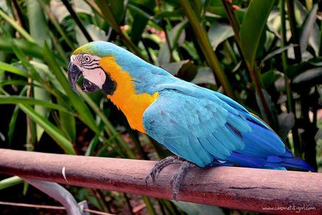 Domingos Free (19) - Una escapadita infernalº Domingos Free (19) - Una escapadita infernalº