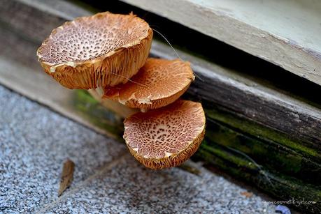 Domingos Free (19) - Una escapadita infernalº Domingos Free (19) - Una escapadita infernalº