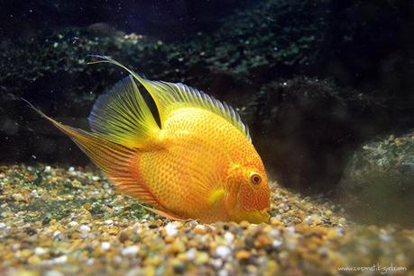 Domingos Free (19) - Una escapadita infernalº Domingos Free (19) - Una escapadita infernalº