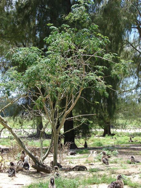 Moringa Oleífera, el árbol milagro Moringa Oleífera, el árbol milagro