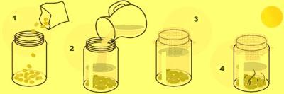 Haz tus propios brotes en casa. Germinados Haz tus propios brotes en casa. Germinados