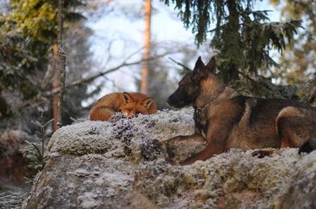 Un zorro y un perro jugando en los bosques de Noruega. 