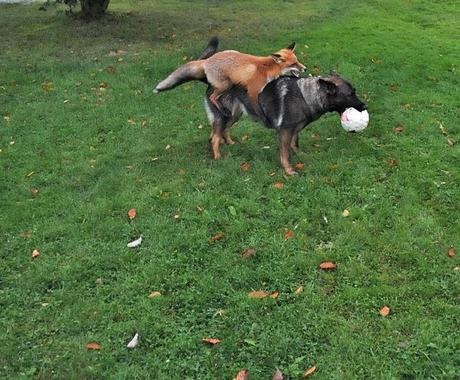 Un zorro y un perro jugando en los bosques de Noruega. 