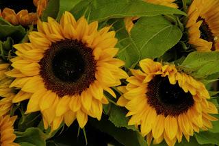 Girasoles girasoles, Amsterdam