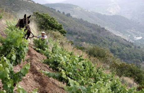 Viñedo Tinto Pétalo Vinopremier