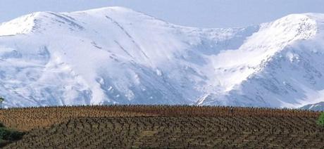 Viñedo Tinto Pétalos Vinopremier