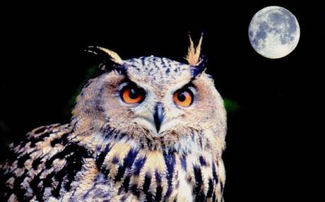 Soñar con búhos o lechuzas.Significado a los sueños con búhos y lechuzas. sueños con buhos, lechuzas y aves nocturnas