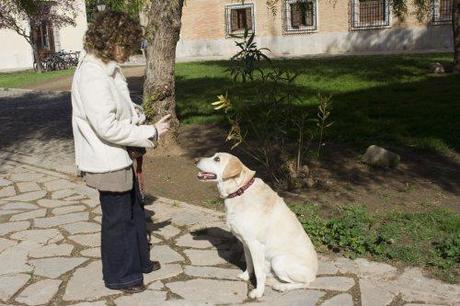 clinica-veterinaria-diaz-del-olmo-conducta-canina