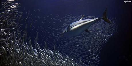 cardumen de sardinas atacado por un atún depredador cardumen de sardinas atacado por un atún depredador