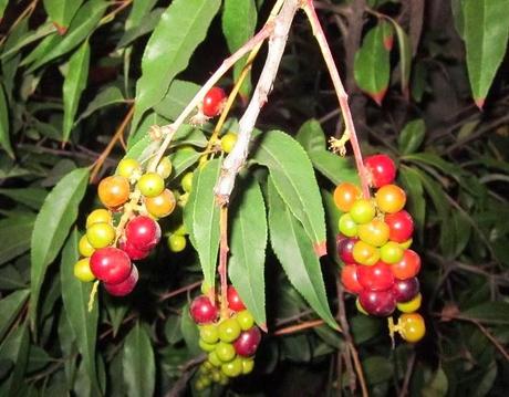 MI CULTURA GASTRONÓMICA. TERMINOLOGÍA CULINARIA. COCINA Y PASTELERÍA RAFA MEDINA. MI CULTURA GASTRONÓMICA. TERMINOLOGÍA CULINARIA. COCINA Y PASTELERÍA RAFA MEDINA.