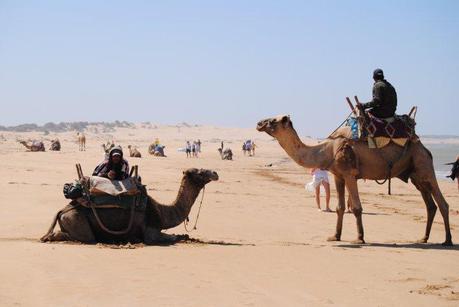 Marruecos: Cuando el Destino Llama Camellos en desierto de Marruecos