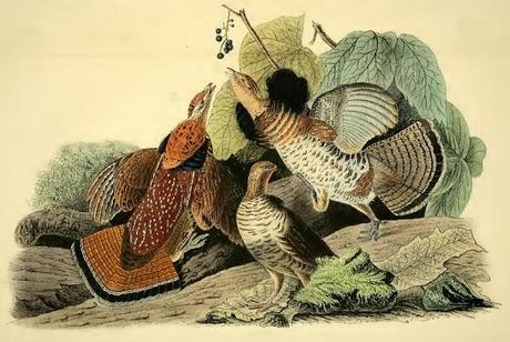 John J. Audubon - Grabados sobre pájaros - Bird etchings John J. Audubon - Grabados sobre pájaros - Bird etchings