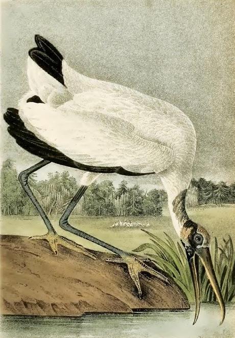 John J. Audubon - Grabados sobre pájaros - Bird etchings John J. Audubon - Grabados sobre pájaros - Bird etchings