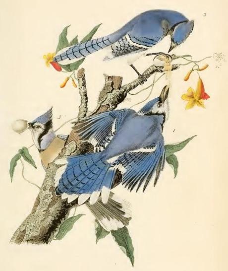 John J. Audubon - Grabados sobre pájaros - Bird etchings John J. Audubon - Grabados sobre pájaros - Bird etchings