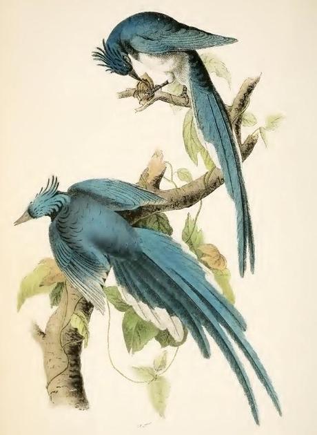 John J. Audubon - Grabados sobre pájaros - Bird etchings John J. Audubon - Grabados sobre pájaros - Bird etchings