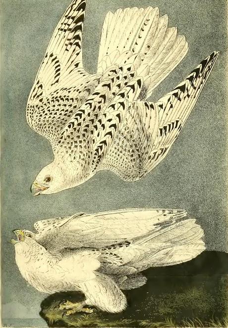 John J. Audubon - Grabados sobre pájaros - Bird etchings John J. Audubon - Grabados sobre pájaros - Bird etchings