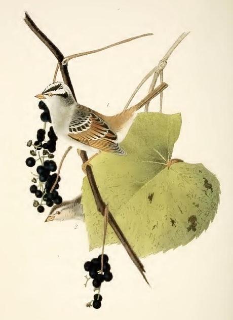 John J. Audubon - Grabados sobre pájaros - Bird etchings John J. Audubon - Grabados sobre pájaros - Bird etchings