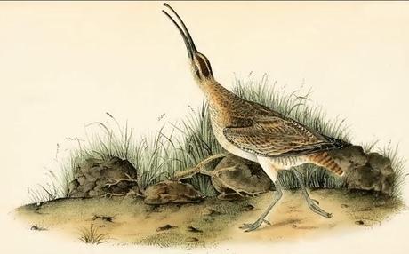 John J. Audubon - Grabados sobre pájaros - Bird etchings John J. Audubon - Grabados sobre pájaros - Bird etchings